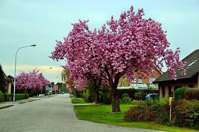 A lovely neighborhood with beautiful trees guaranteed to increase the value of your home